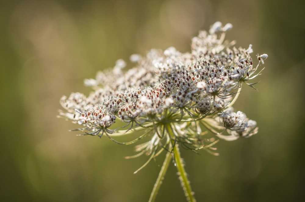 Healthy & delicious The wild carrot scores with its ingredients / Health News