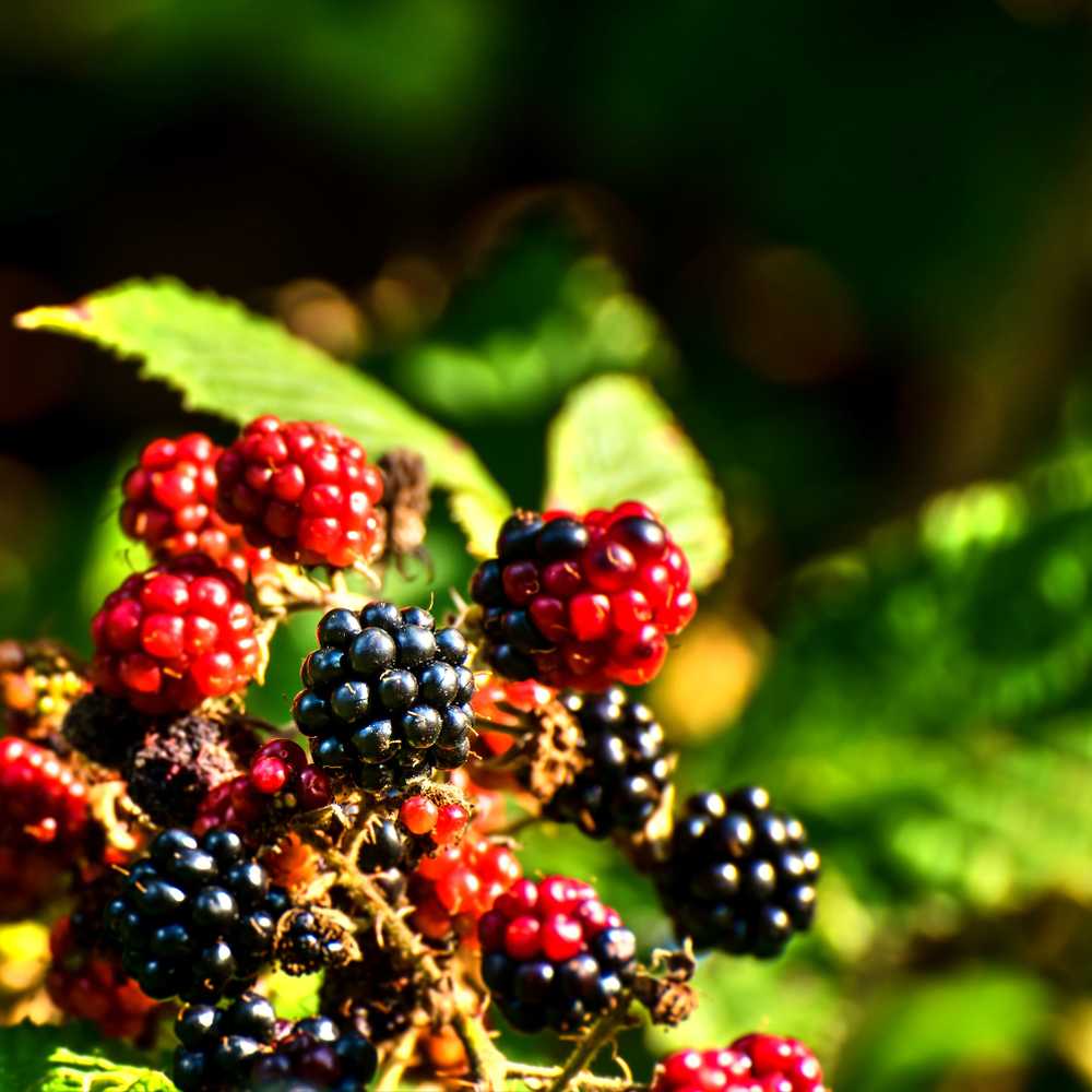 Healthy Blackberries - Season for Superfood / Health News