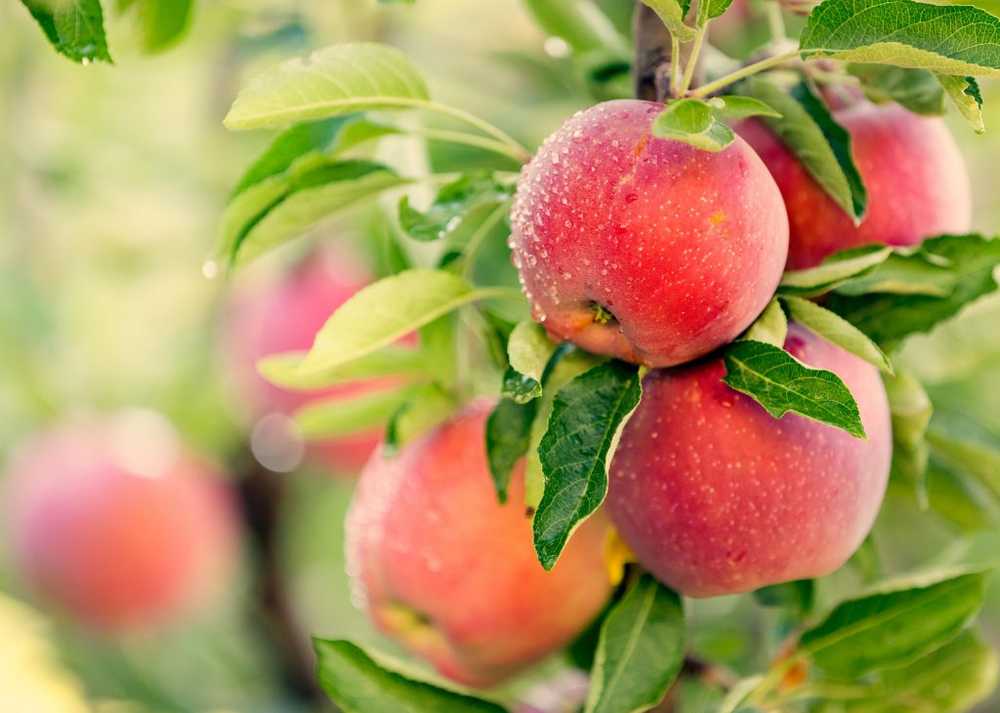 Health apple wastes discovered as a natural marvel / Health News