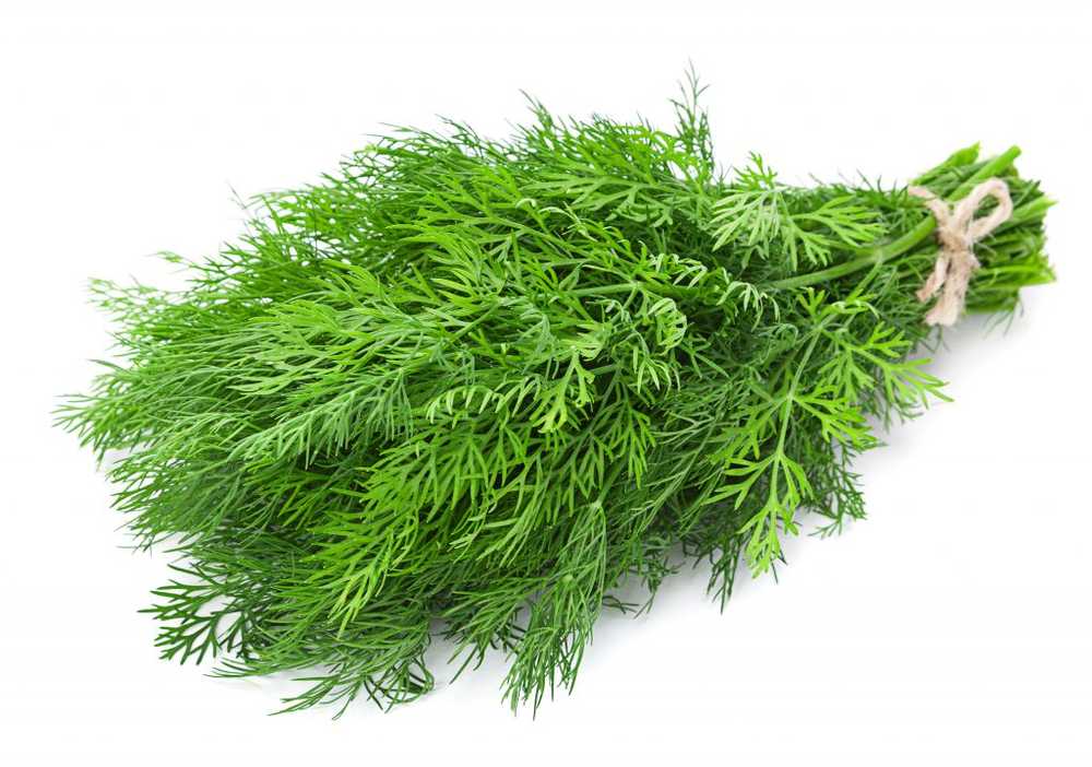 Health Dill ensures fresh spice / Health News