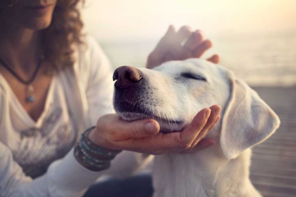 Les chiens sont souvent porteurs de maladies, menaçant les infections mineures par le ver à fil / Nouvelles sur la santé