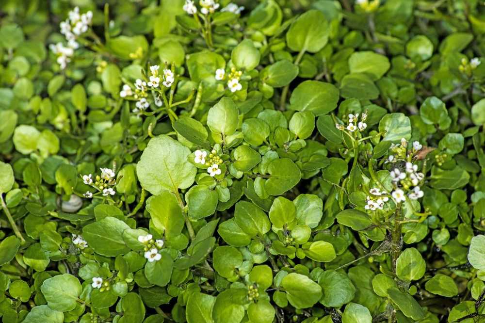 Helseråd Spicy-krydret og veldig sunt vannkress / Helse Nyheter