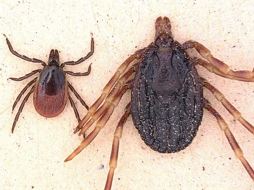 Health risk giant ticks with tropical diseases also discovered in this country / Health News