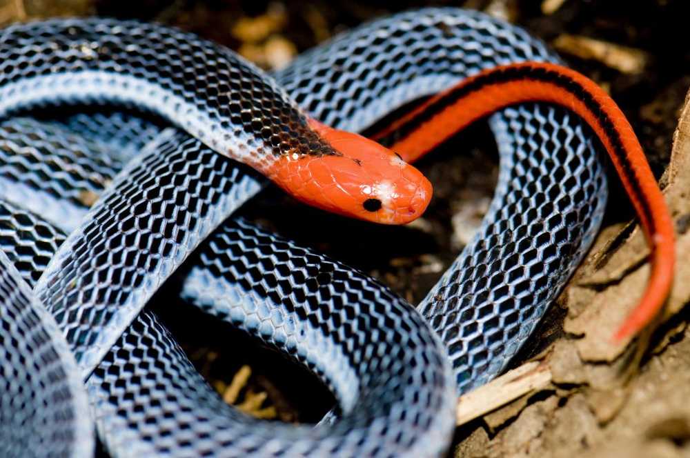 Present av en sällsynt snake bas för en ny mycket effektiv smärtstillande medel / Hälsa nyheter