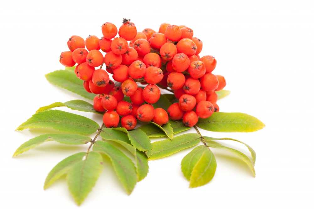 Toxic or not? Rowan berries with tart-sourish enjoyment / Health News