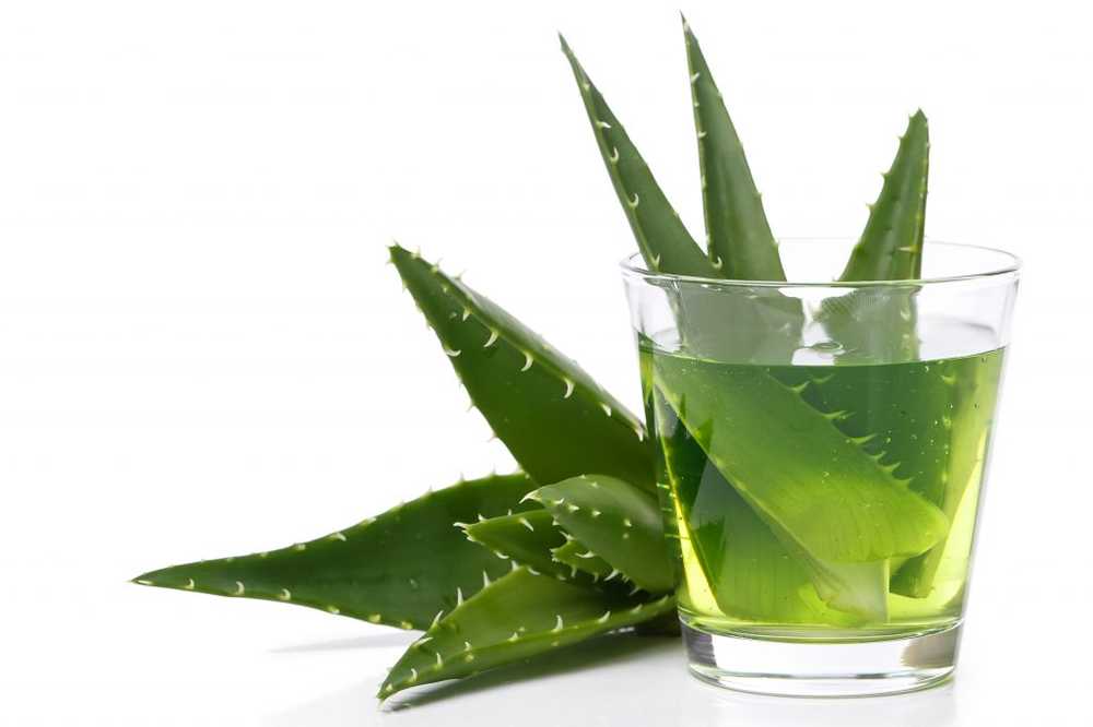 Toxic mistake Woman is poisoned with wrong aloe vera / Health News