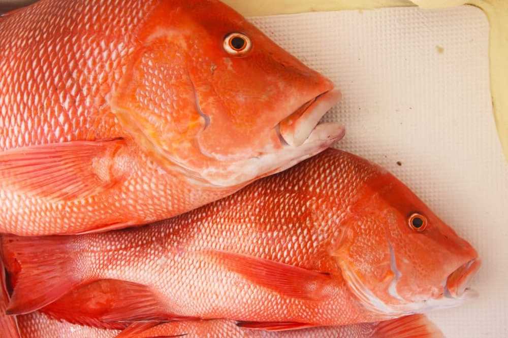 Toxic Warning of fish fillets due to contained algae toxins / Health News