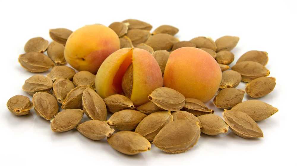 Greater danger to life through cyanide Renewed recall for apricot kernels / Health News