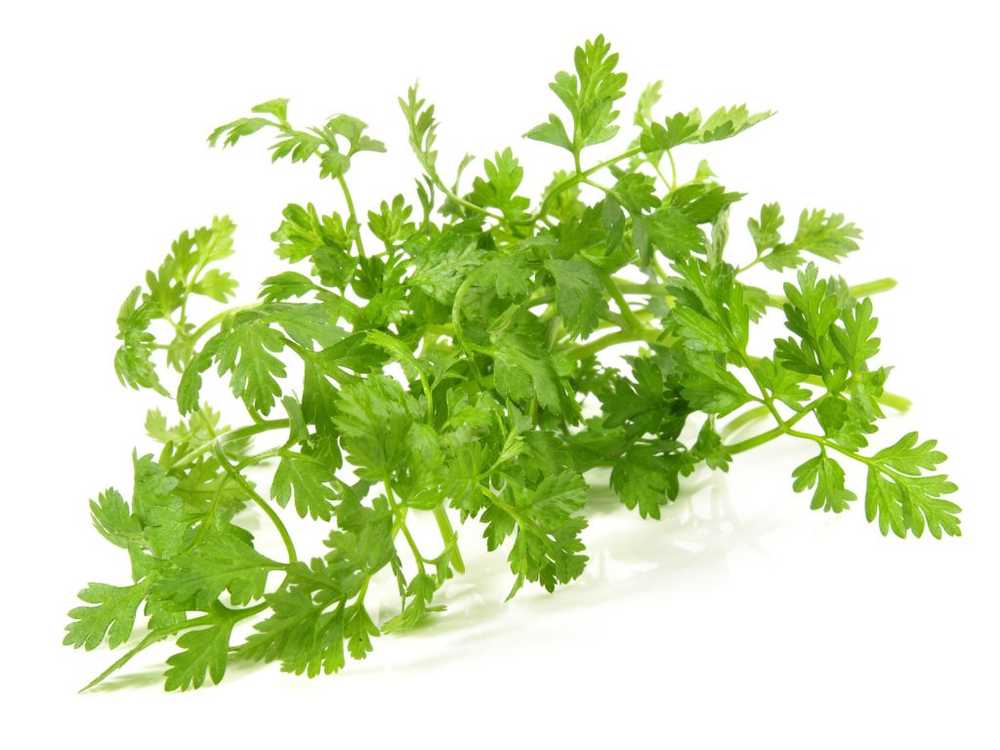 Green chervil Aromă sănătoasă a anasonului pentru bucătăria de vară / Știri despre sănătate