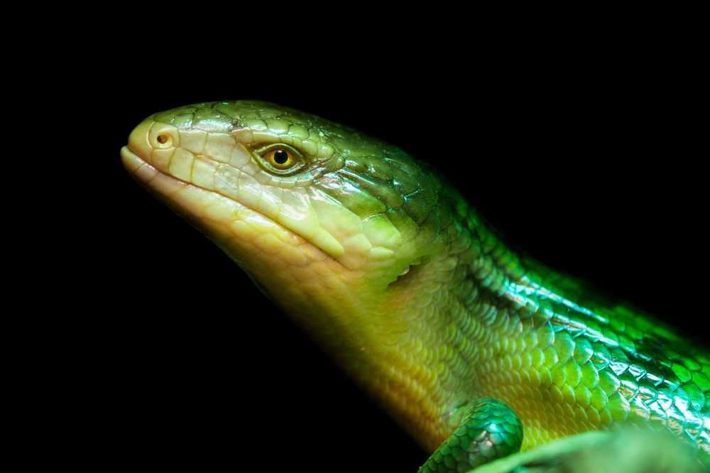 Green blood of lizards can be used as an active ingredient against diseases? / Health News