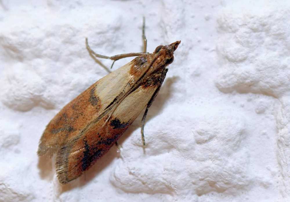 Home remedies for food moths / 