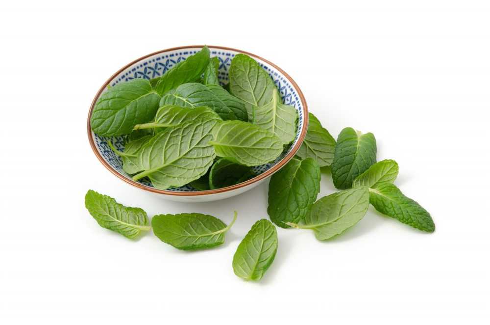 Menta piperita delle piante medicinali Molto efficace per i muscoli e il mal di testa / Notizie di salute