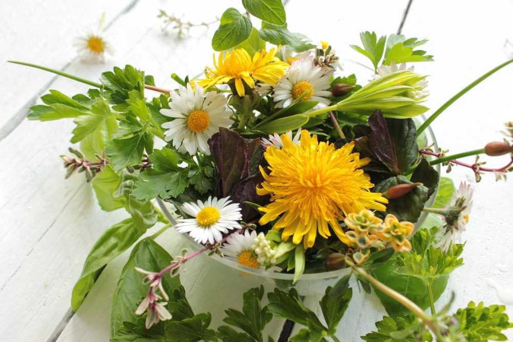 Medicinal plants and spring herbs harvest collecting calendars, tips and use