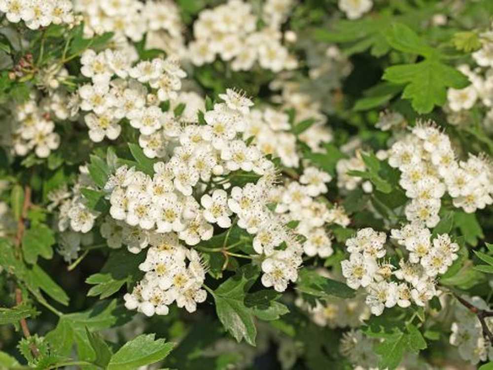 Medicinal plants hawthorn the medicinal plants in 2019 / Health News