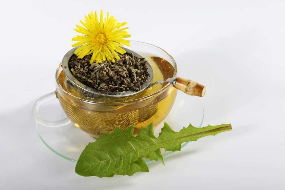 Herber Dandelion Cucina sana con erbe selvatiche locali / Notizie di salute