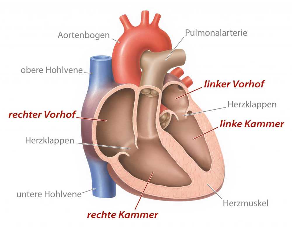 Chercheur en cardiologie Pourquoi nos cœurs peuvent aussi sentir / Nouvelles sur la santé