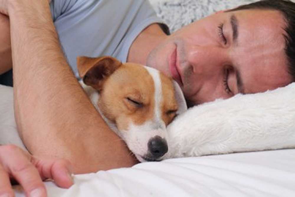 Slept poorly today? Your pet can help! / Health News