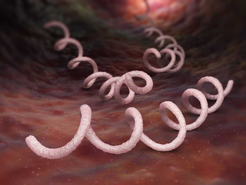 Historical Leiden Researchers discover 350-year-old syphilis bacteria / Health News