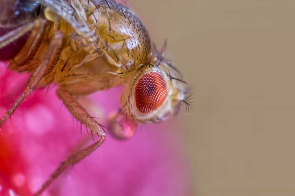 Similar to human stress also causes depression in fruit flies / Health News