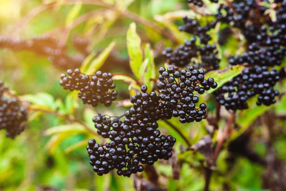 Elderberry - ansökan, effekter och recept