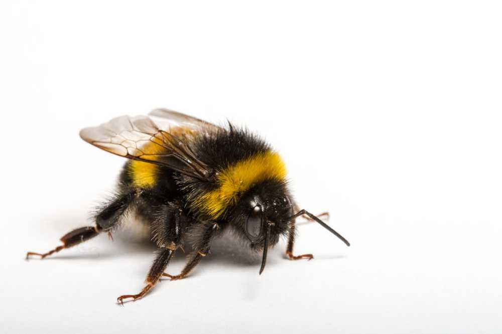 Bumblebees are becoming increasingly addicted to pesticides / Health News