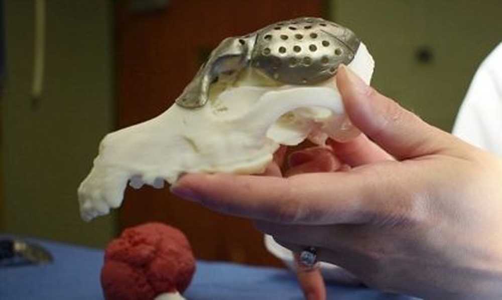 Dog with cancer gets new skull plate from the 3D printer / Health News