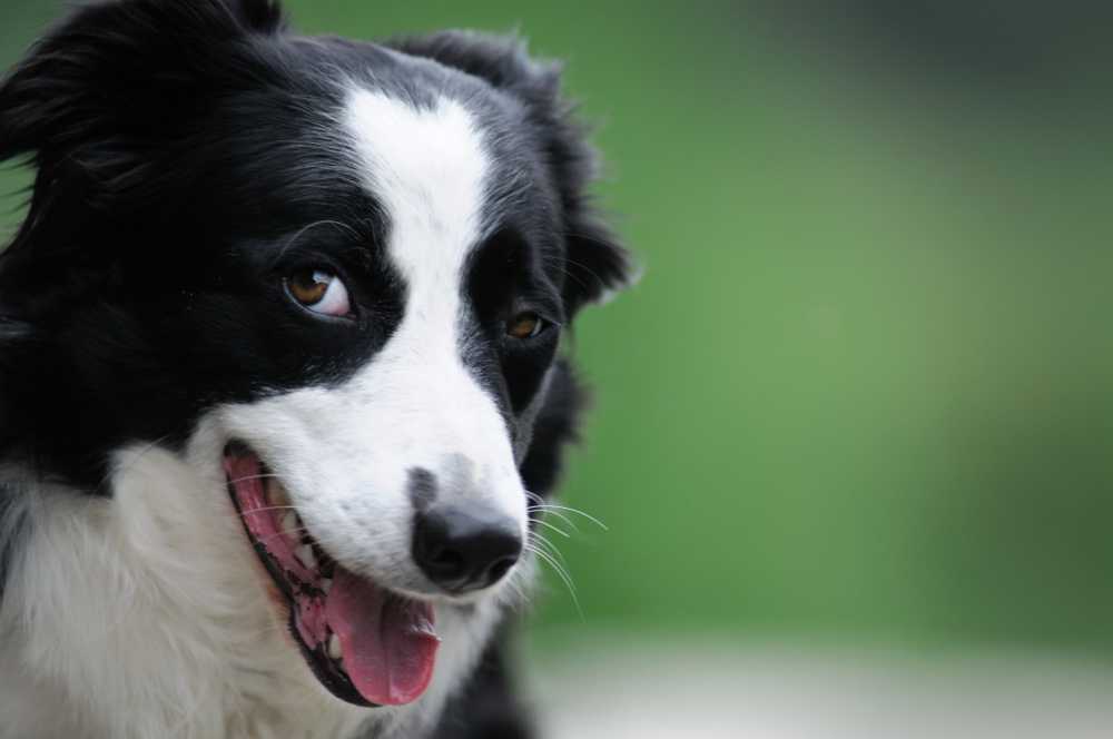 Cane muore dopo aver fatto il bagno nel lago - colpa delle alghe blu-verdi? / Notizie di salute