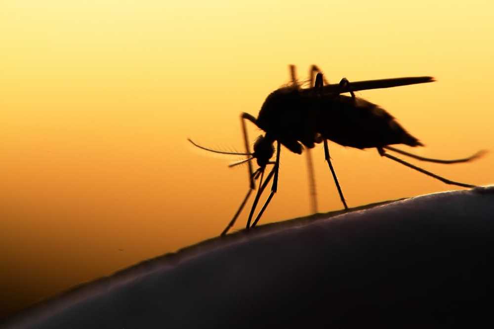 Infectious disease WHO declared eradicated malaria in Paraguay / Health News