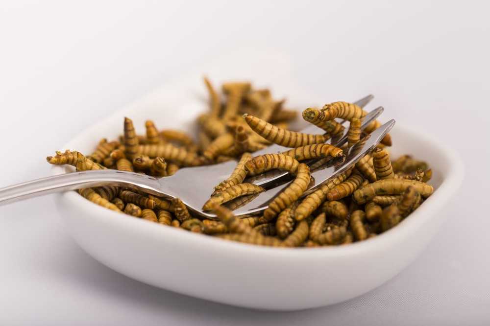 Insects as food Healthier and more environmentally friendly than meat / Health News