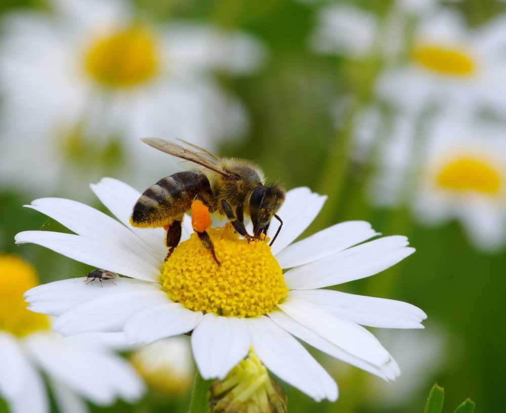 Allergie aux piqûres d'insectes - causes, symptômes, traitement / maladies