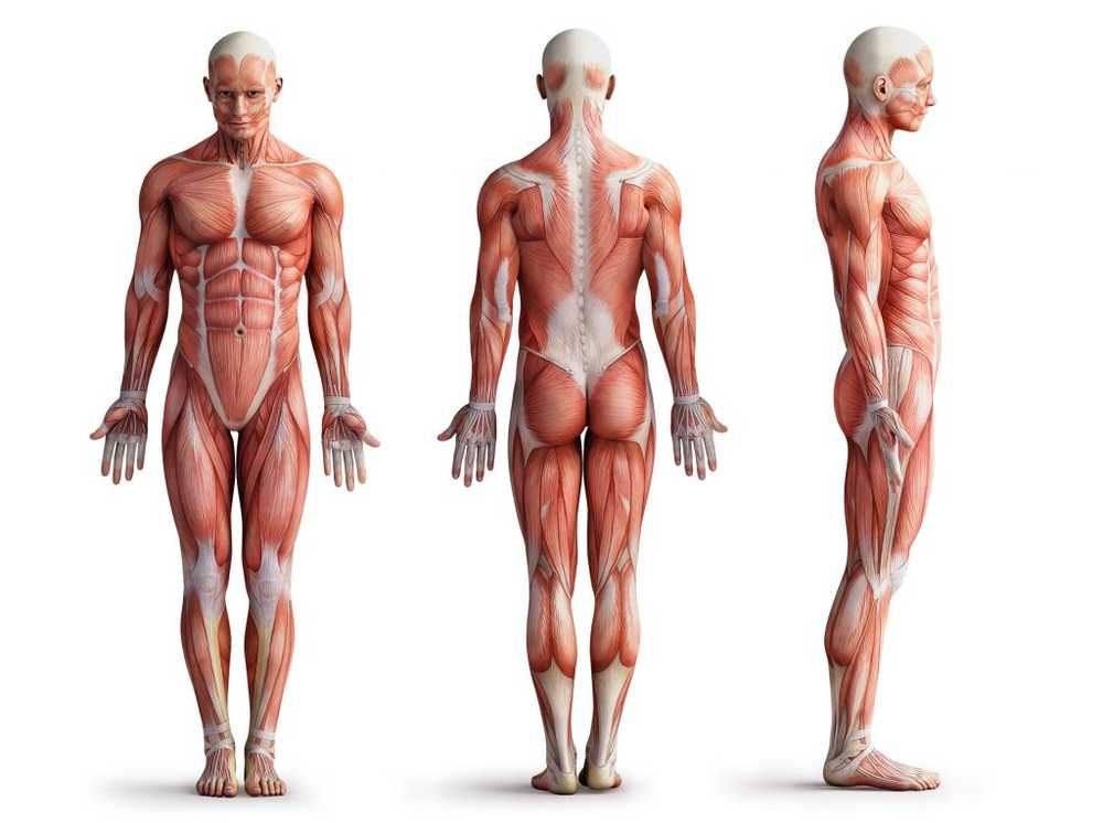 Interstitium Un organe récemment découvert traverse tout notre corps / Nouvelles sur la santé