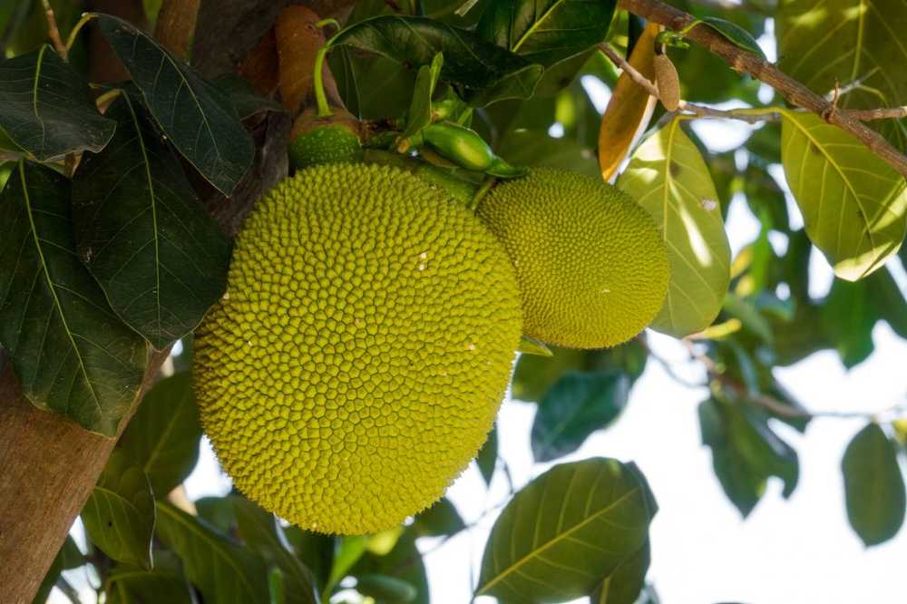 Jackfruit Exotische en vezelige vleesvervanger / Gezondheid nieuws