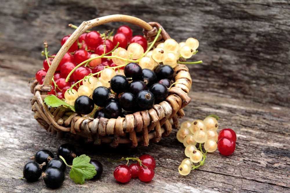 Currants - Ingredienser, effekter och odling / naturmedicin