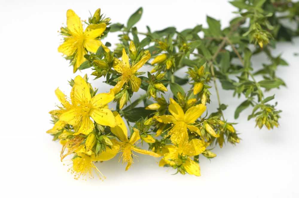 St. John's wort - effect and application