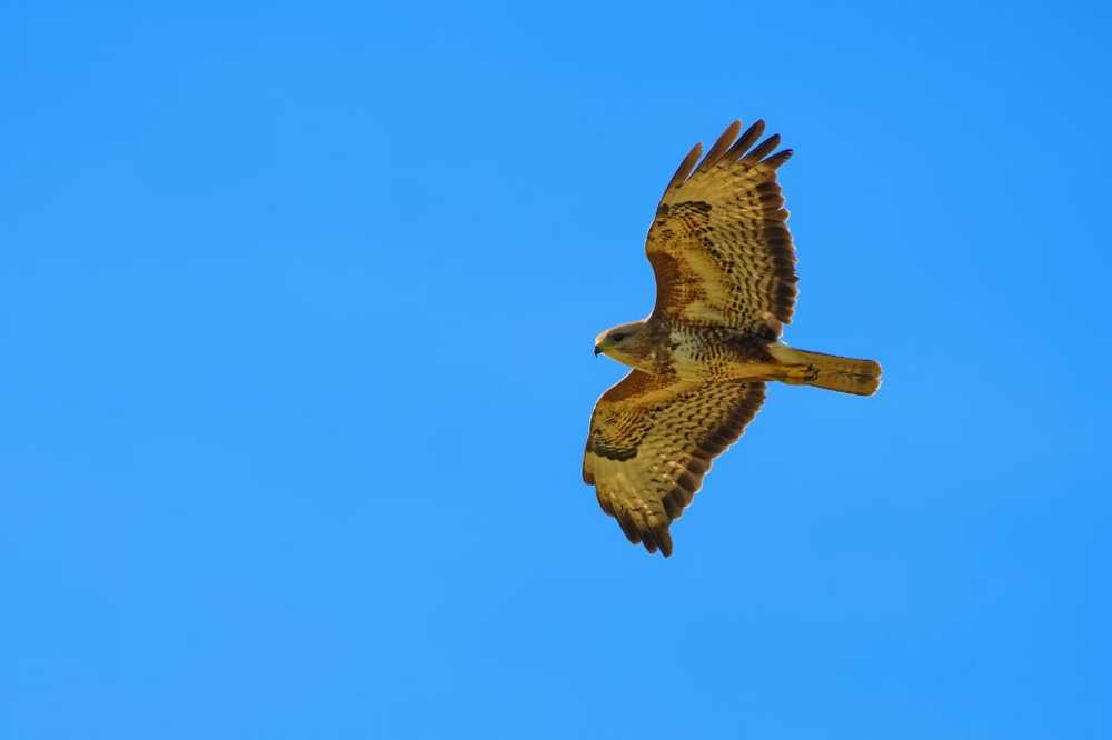 Jeune femme après l'attaque d'un oiseau de proie infectée par une peste de lapin dangereuse / Nouvelles sur la santé