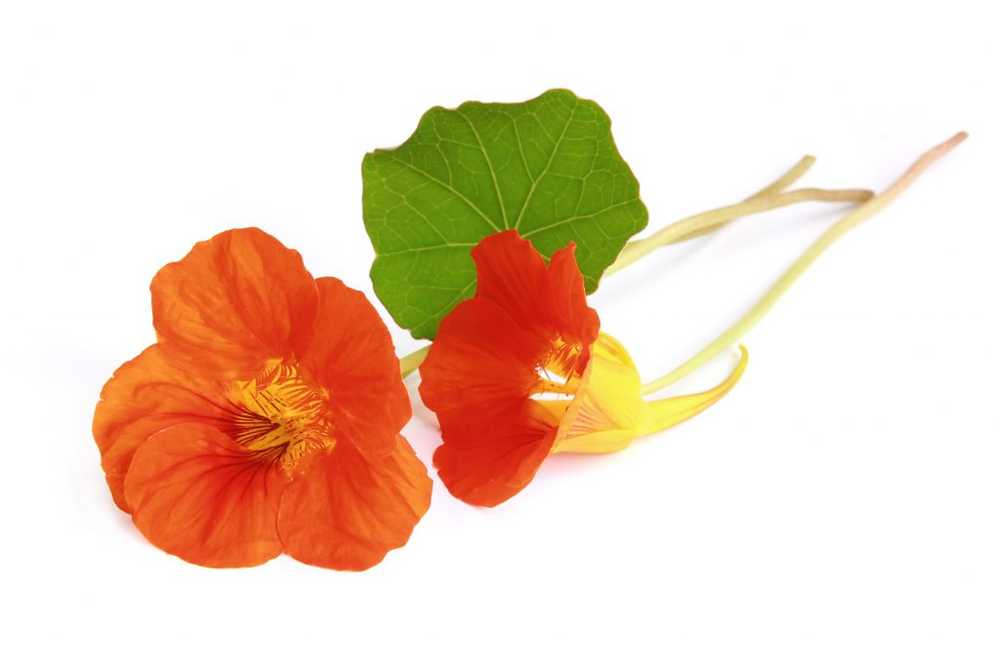 Nasturtium - cultivation, application, effects and recipes / Naturopathy