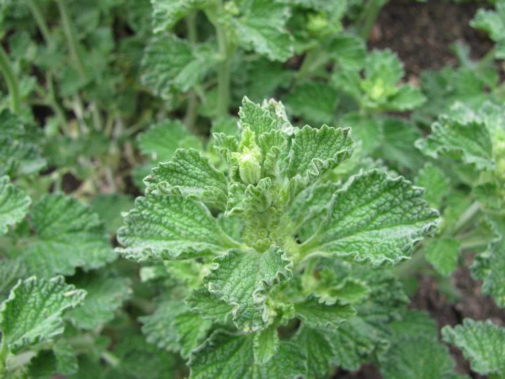 Connaissez-vous déjà le frelon? La plante médicinale de l'année 2018 / Nouvelles sur la santé