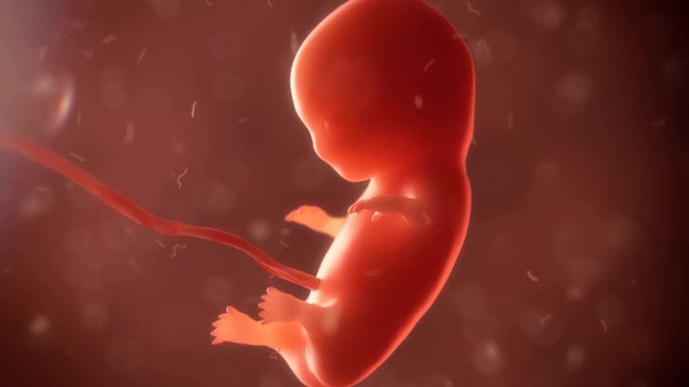 Killer cells in the mother's belly identified - therapy against miscarriages possible? / Health News