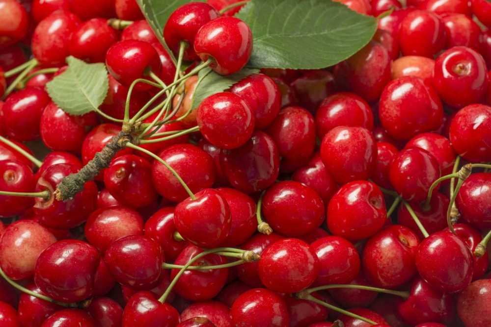 Cherries - Ingredients, effects and applications / Naturopathy