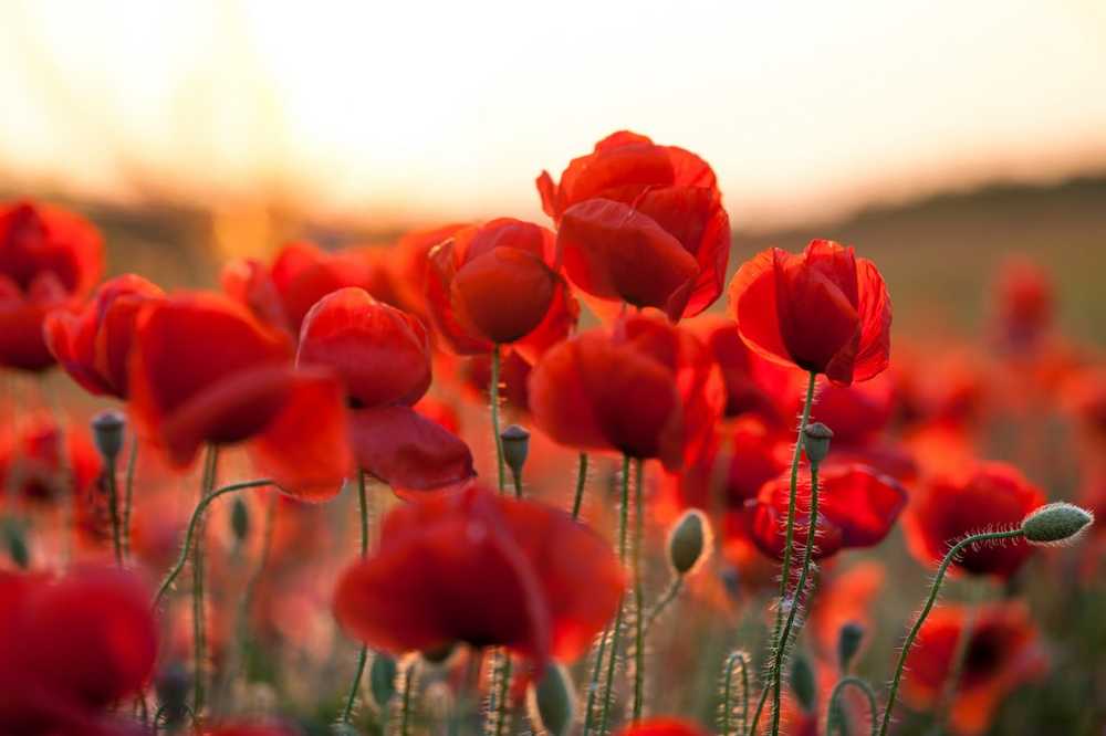 Le coquelicot est la fleur de l'année 2017 / Nouvelles sur la santé