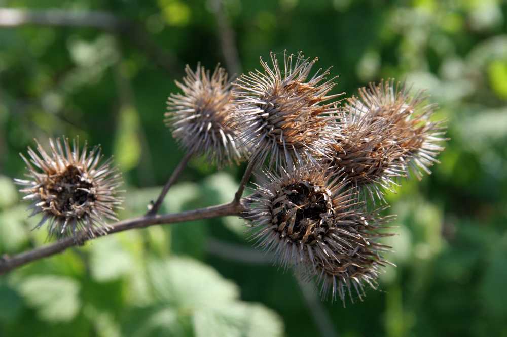 Burdock Root - Effect and Application / 