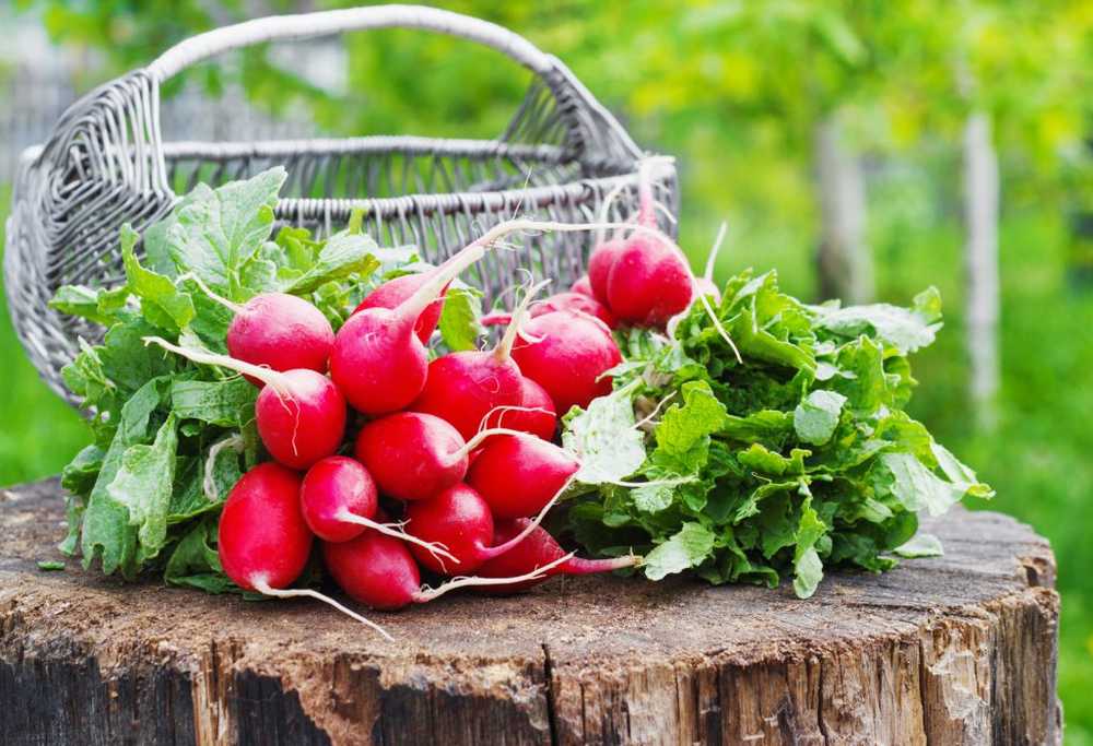 Crunchy, juicy, picant și sănătos Radishes sunt ideale pentru o alimentație ușoară / Știri despre sănătate