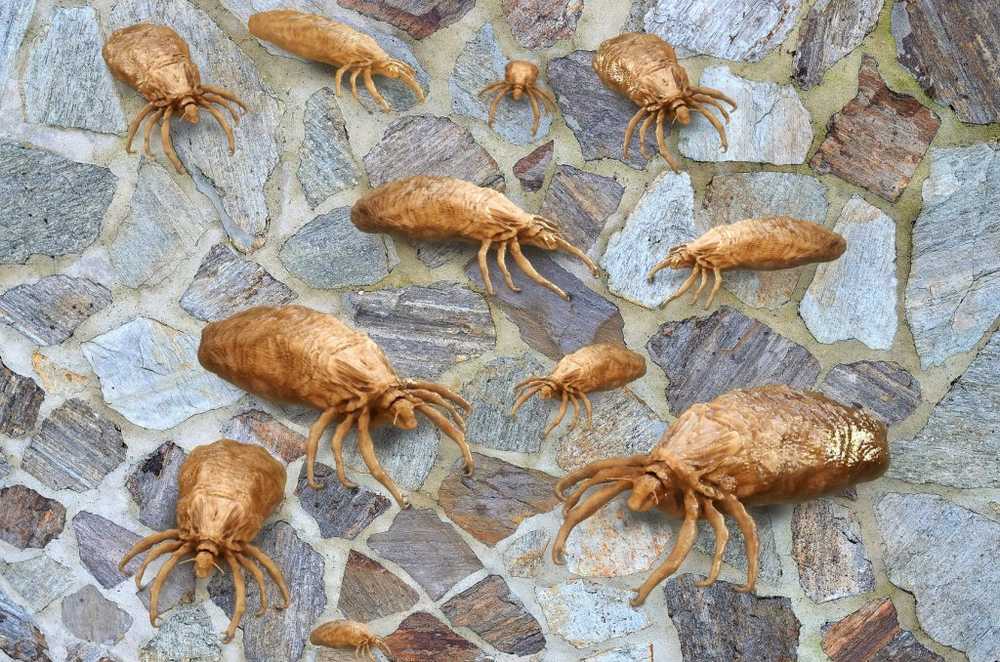 Head Itch Ce qui peut vraiment aider à lutter contre l'infestation par les poux / Nouvelles sur la santé