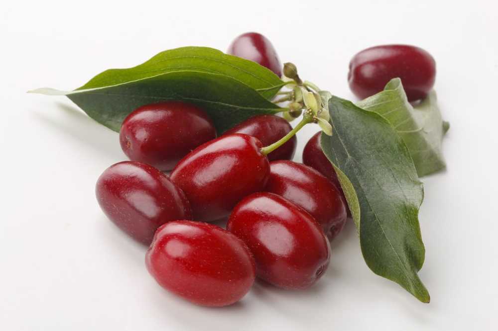 Cherry cornelian - efecte de cultivare, prelucrare și vindecare