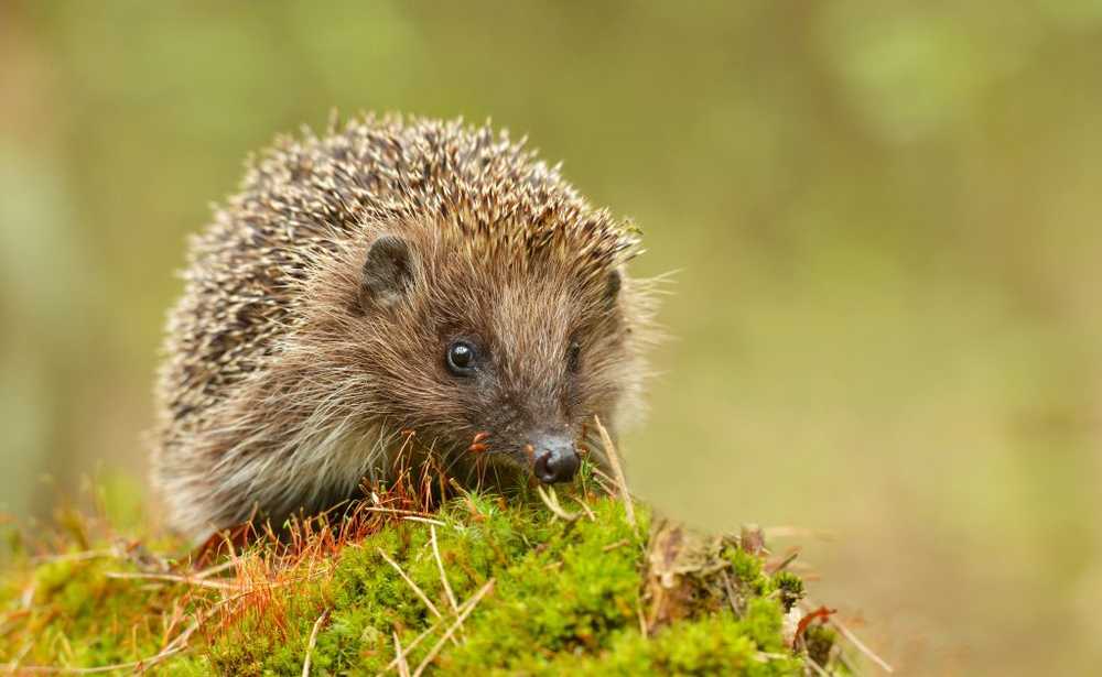 Only treat sickly and weak hedgehogs with gloves / Health News