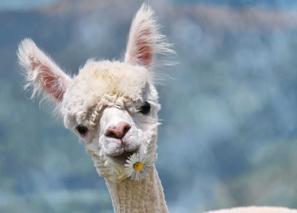 Llamas could be the key to comprehensive flu protection / Health News