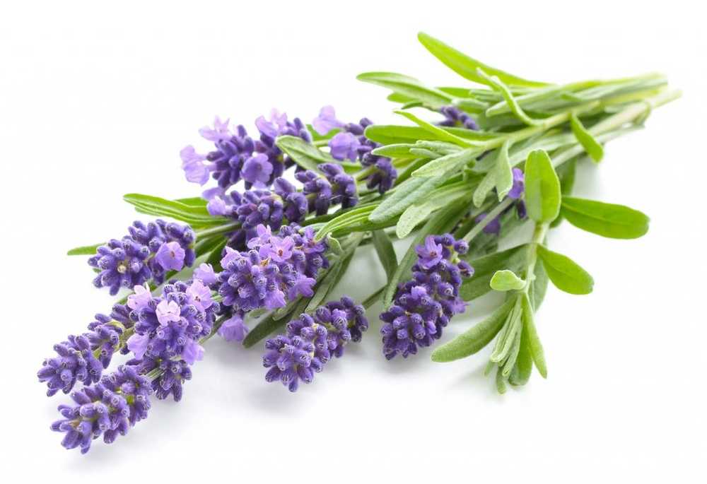 Lavendel - ansökan, recept, medicinska växt