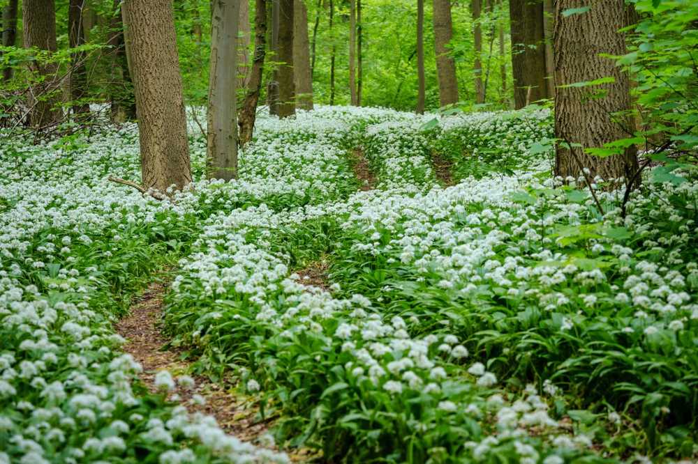 Gevaarlijk gevaar voor verwarring Pas op voor het plukken van wilde knoflook / Gezondheid nieuws