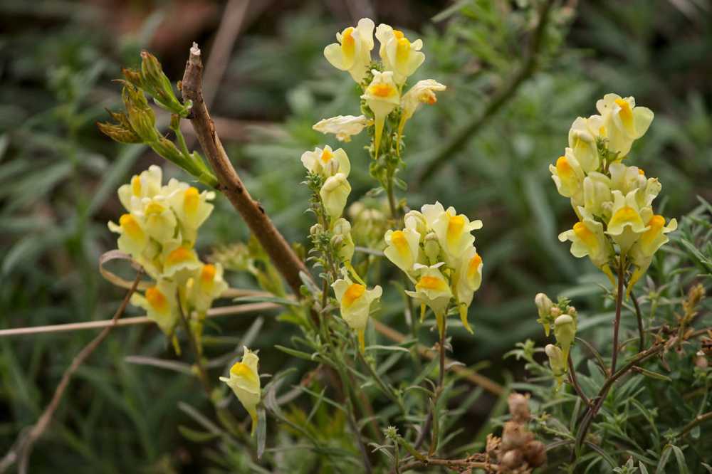 Toadflax - effect and application / Naturopathy