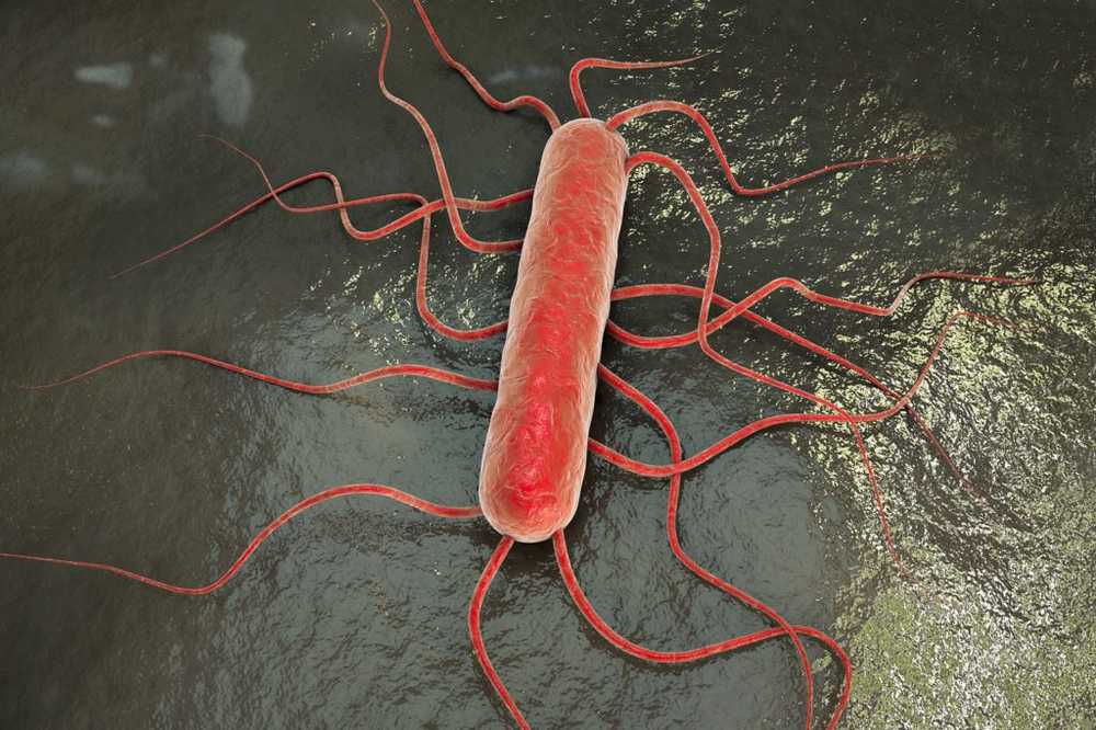 La listeriosis puede ser mortal / Noticias de salud